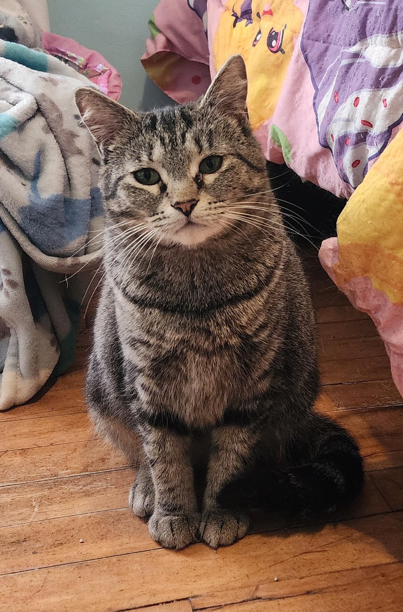 Little Tabby, Adult Female unknown