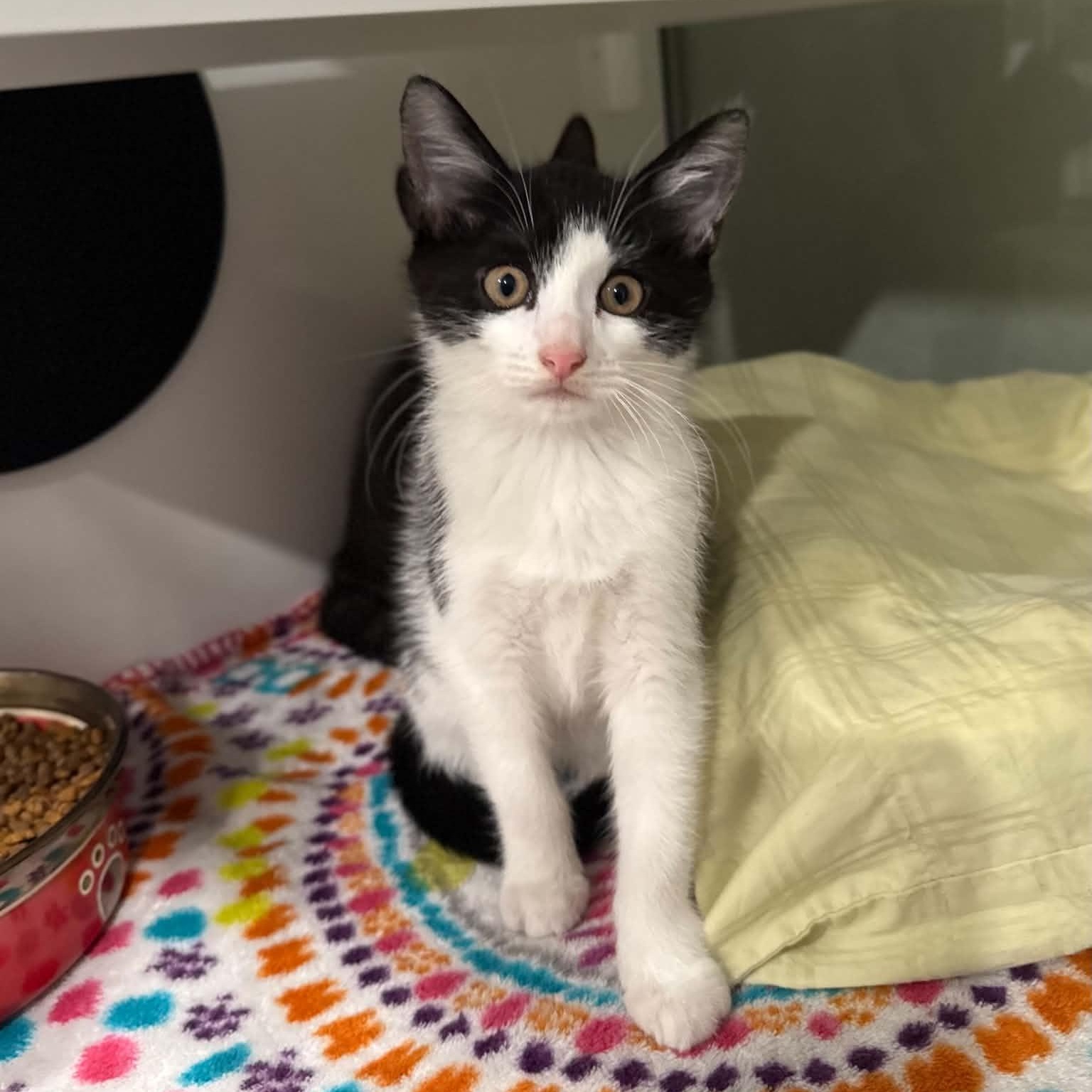 Enlarge Impact, a Adoptable mixed breed in Penn Yan, NY image 3/6