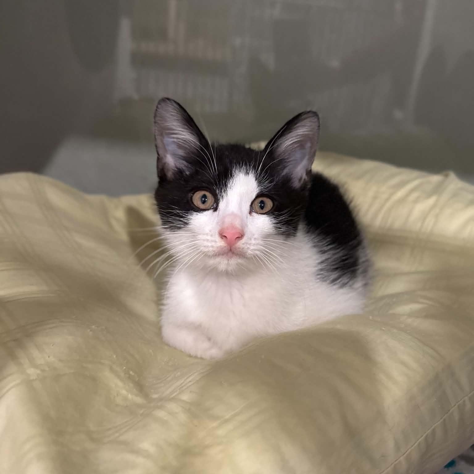 Impact, Adoptable, Kitten Female Domestic Short Hair.