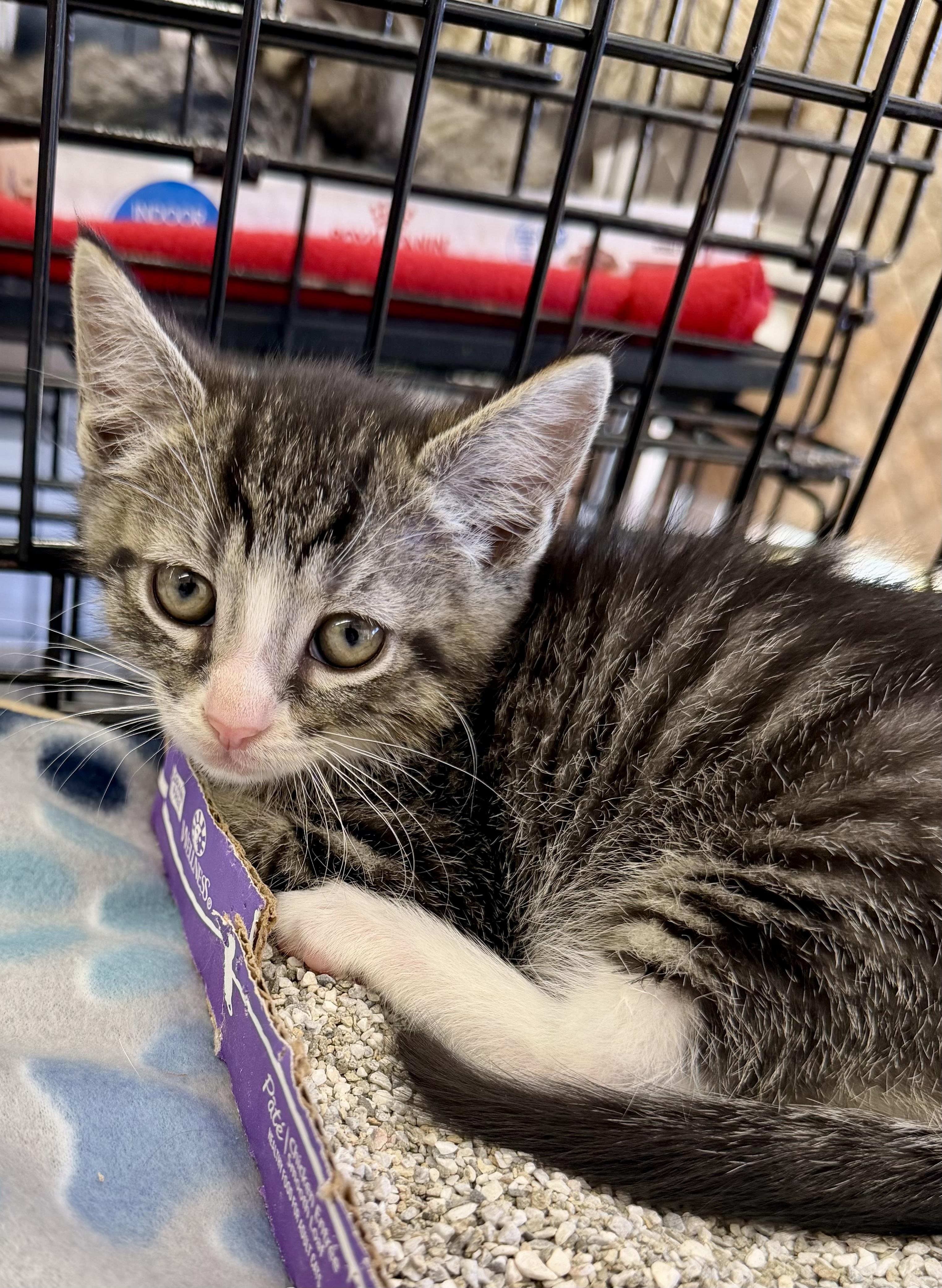 Enlarge Dinky, a ADOPTABLE Domestic Short Hair in Westfield, NJ image 2/3