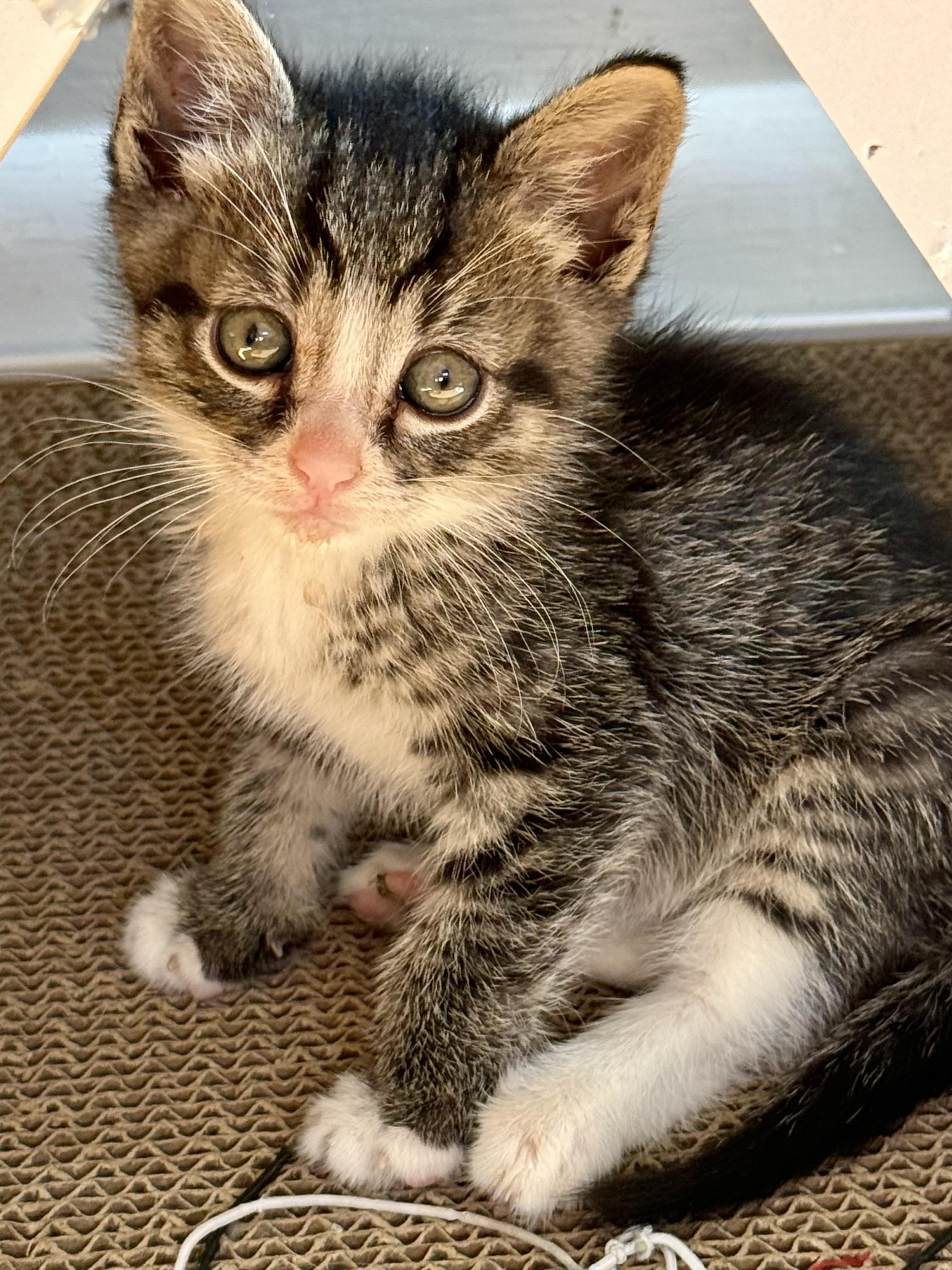 Enlarge Dinky, a ADOPTABLE Domestic Short Hair in Westfield, NJ image 1/3