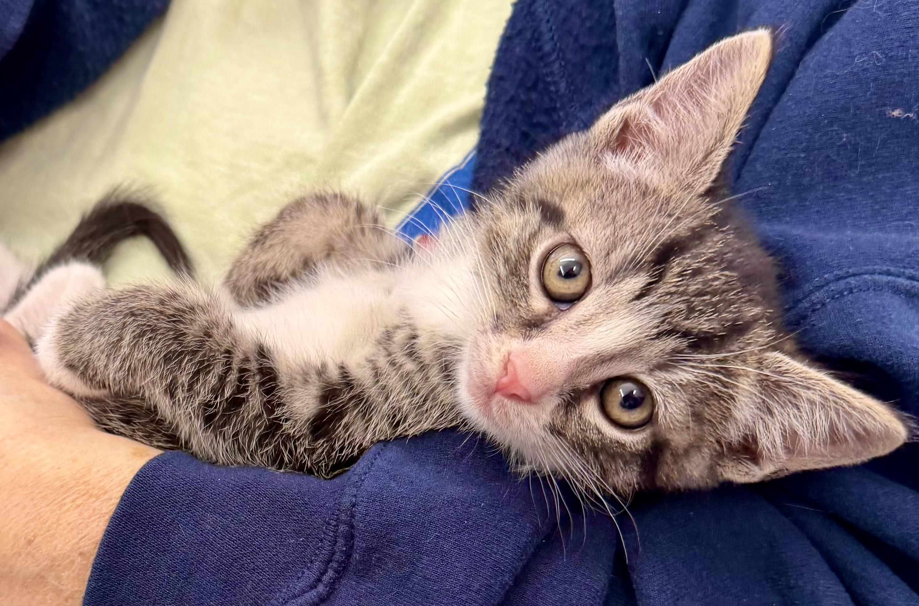 Enlarge Dinky, a ADOPTABLE Domestic Short Hair in Westfield, NJ image 3/3