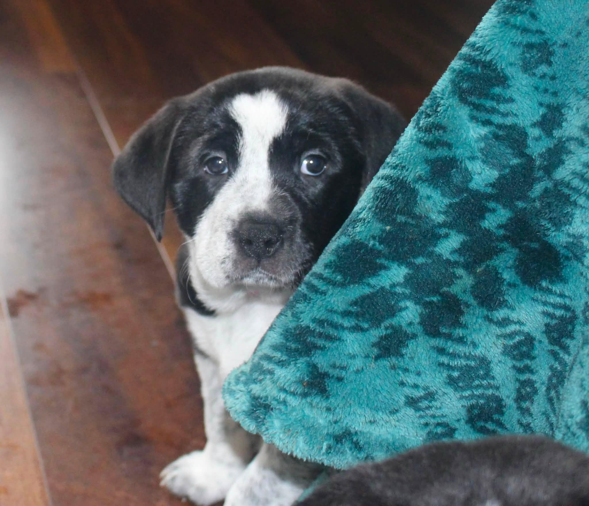 Eagle, ADOPTABLE, Puppy Female Black Labrador Retriever & German Shepherd Dog.