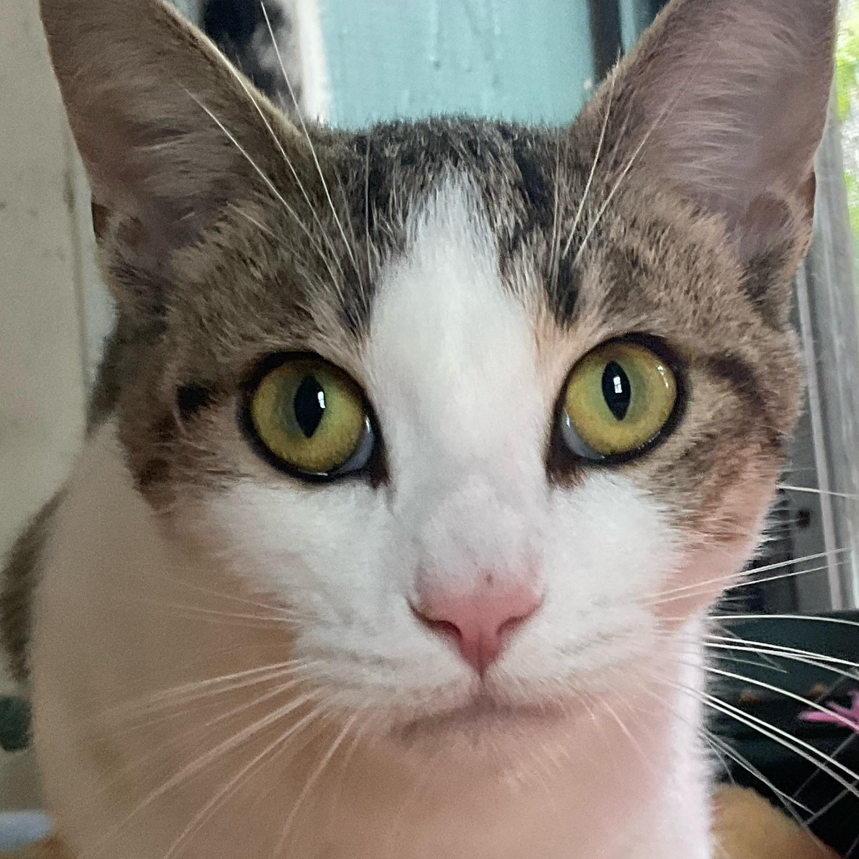 Enlarge Charm, a Adoptable Domestic Short Hair in Sauk City, WI image 3/3