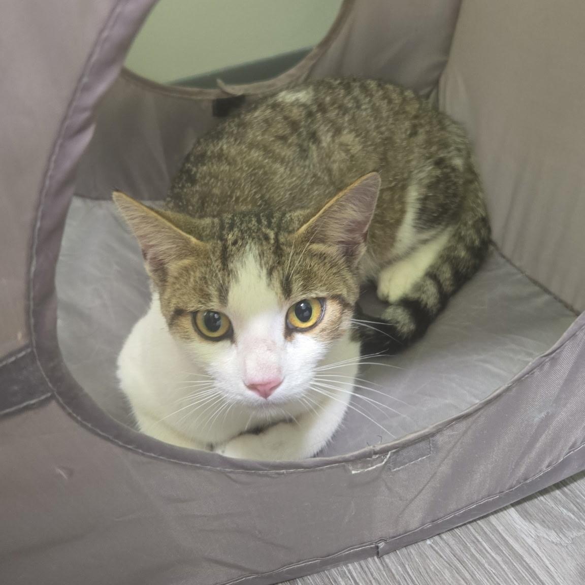Enlarge Charm, a Adoptable Domestic Short Hair in Sauk City, WI image 2/3