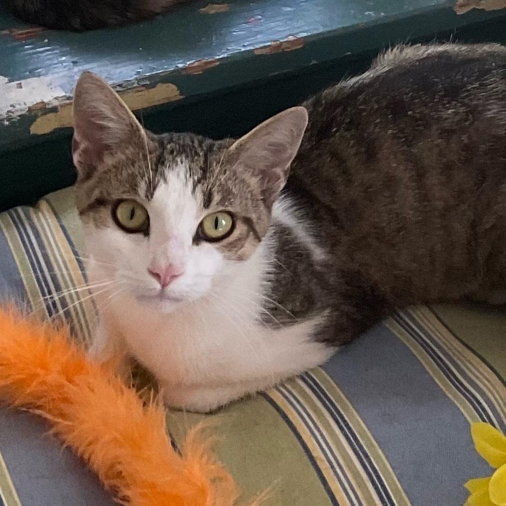 Charm, Adoptable, Young Female Domestic Short Hair.