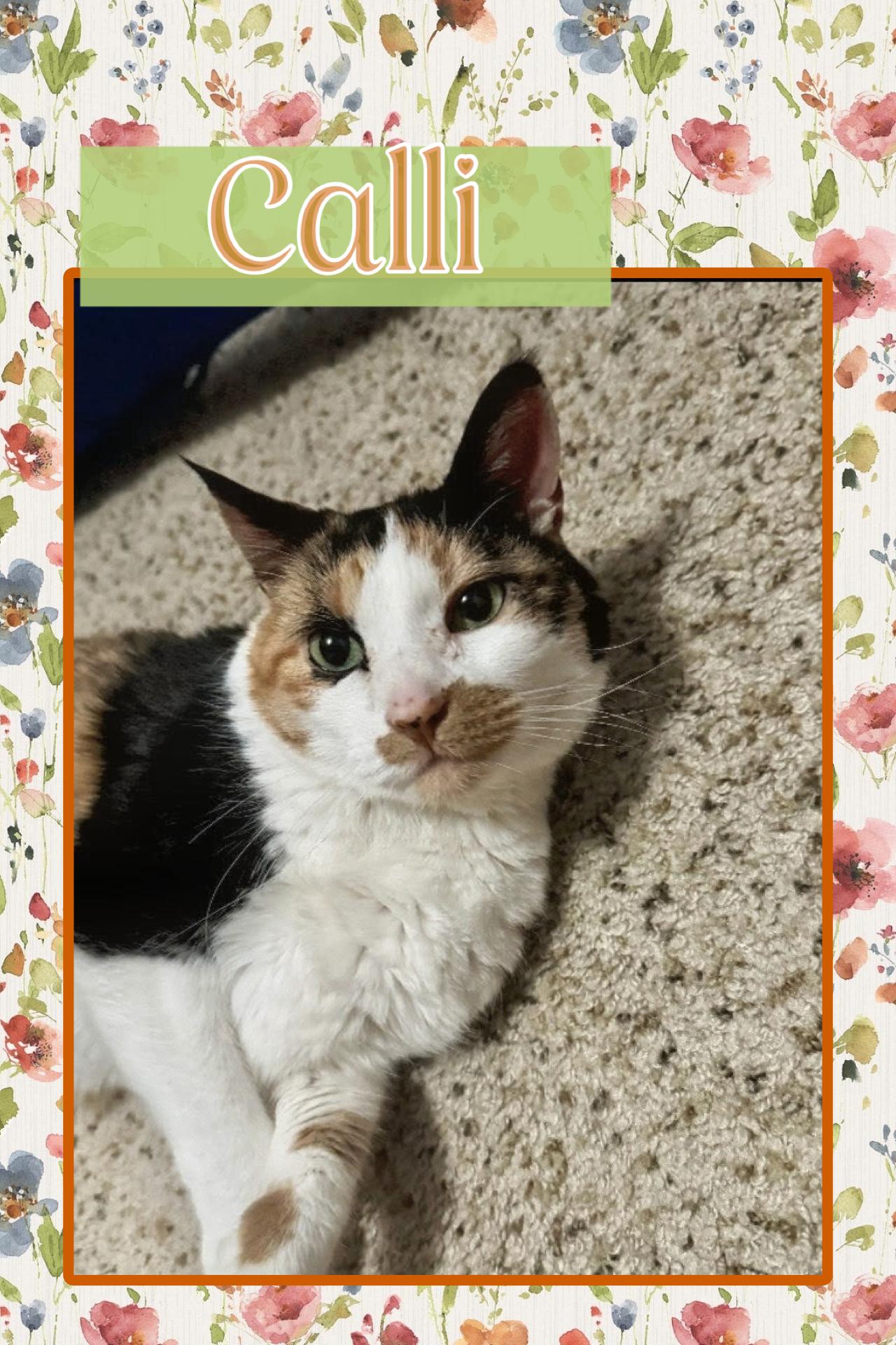 Enlarge Calli, an adopted Domestic Short Hair in Kearney, NE image 1/1