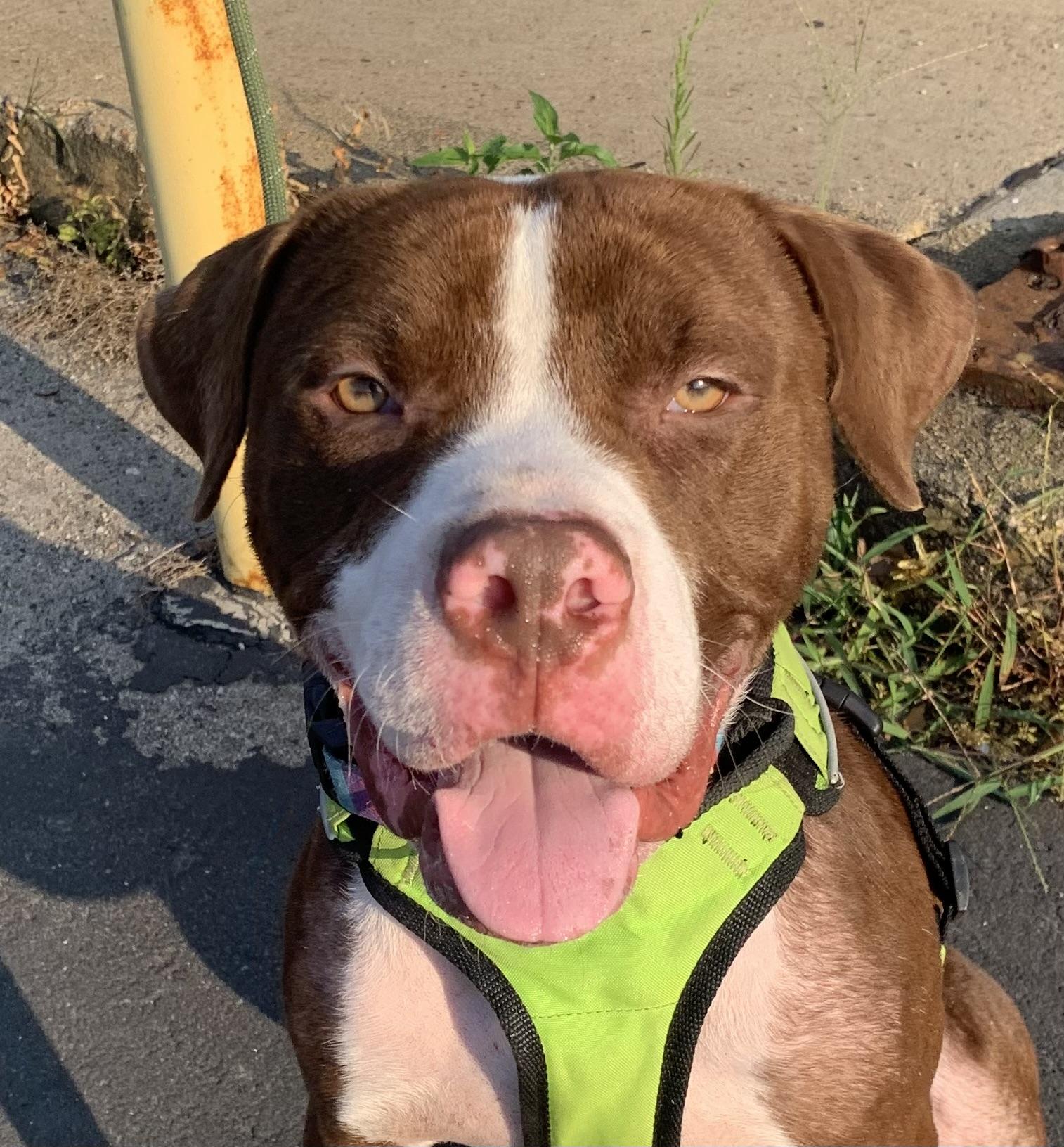 Enlarge Palmer, a Adoptable mixed breed in McKeesport, PA image 1/6