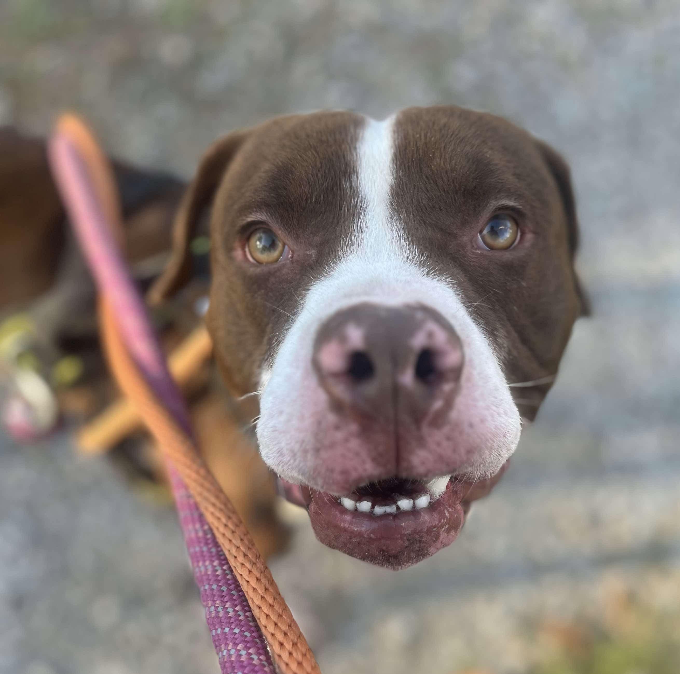 Enlarge Palmer, a Adoptable mixed breed in McKeesport, PA image 2/6