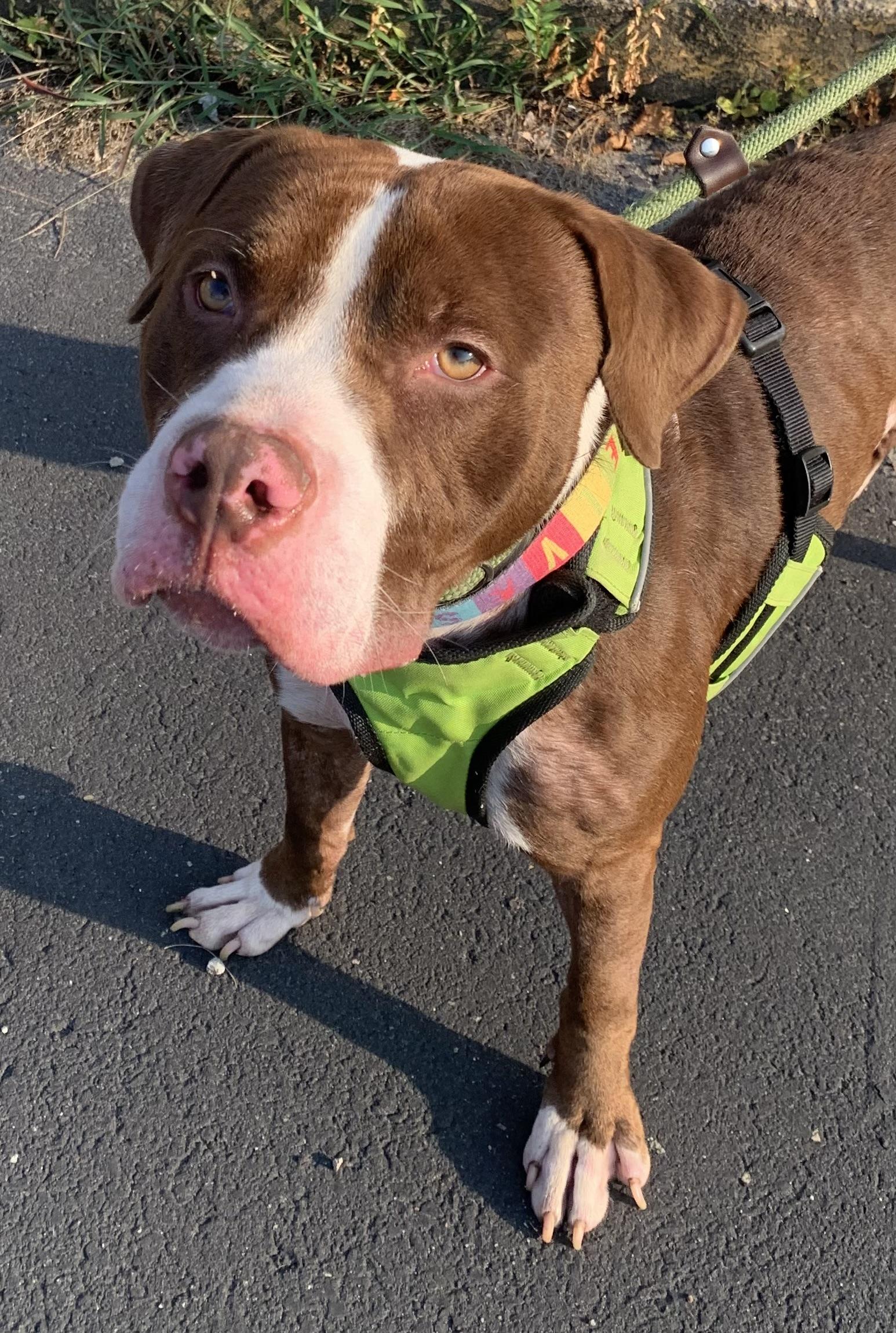 Enlarge Palmer, a Adoptable mixed breed in McKeesport, PA image 3/6