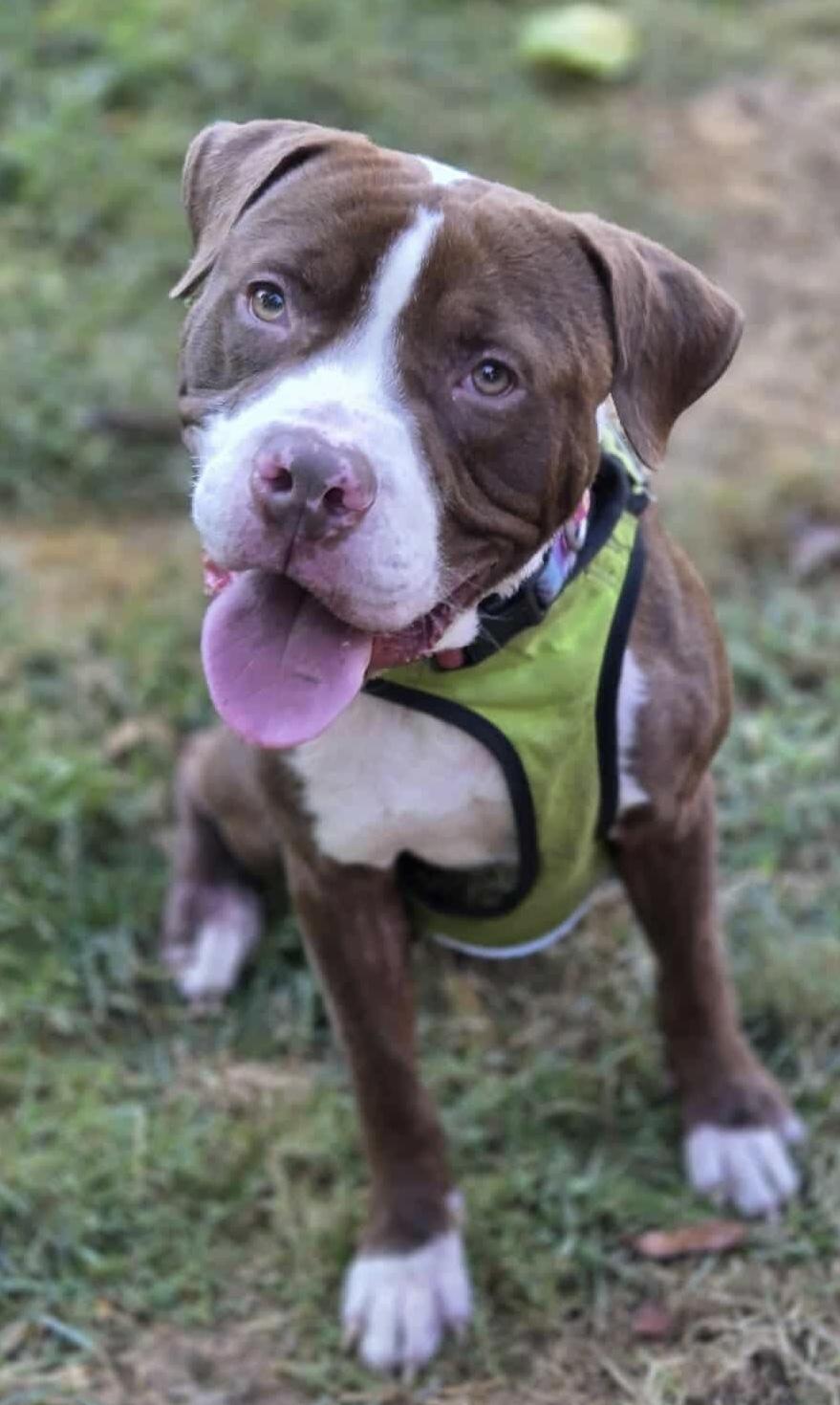 Enlarge Palmer, a Adoptable mixed breed in McKeesport, PA image 6/6