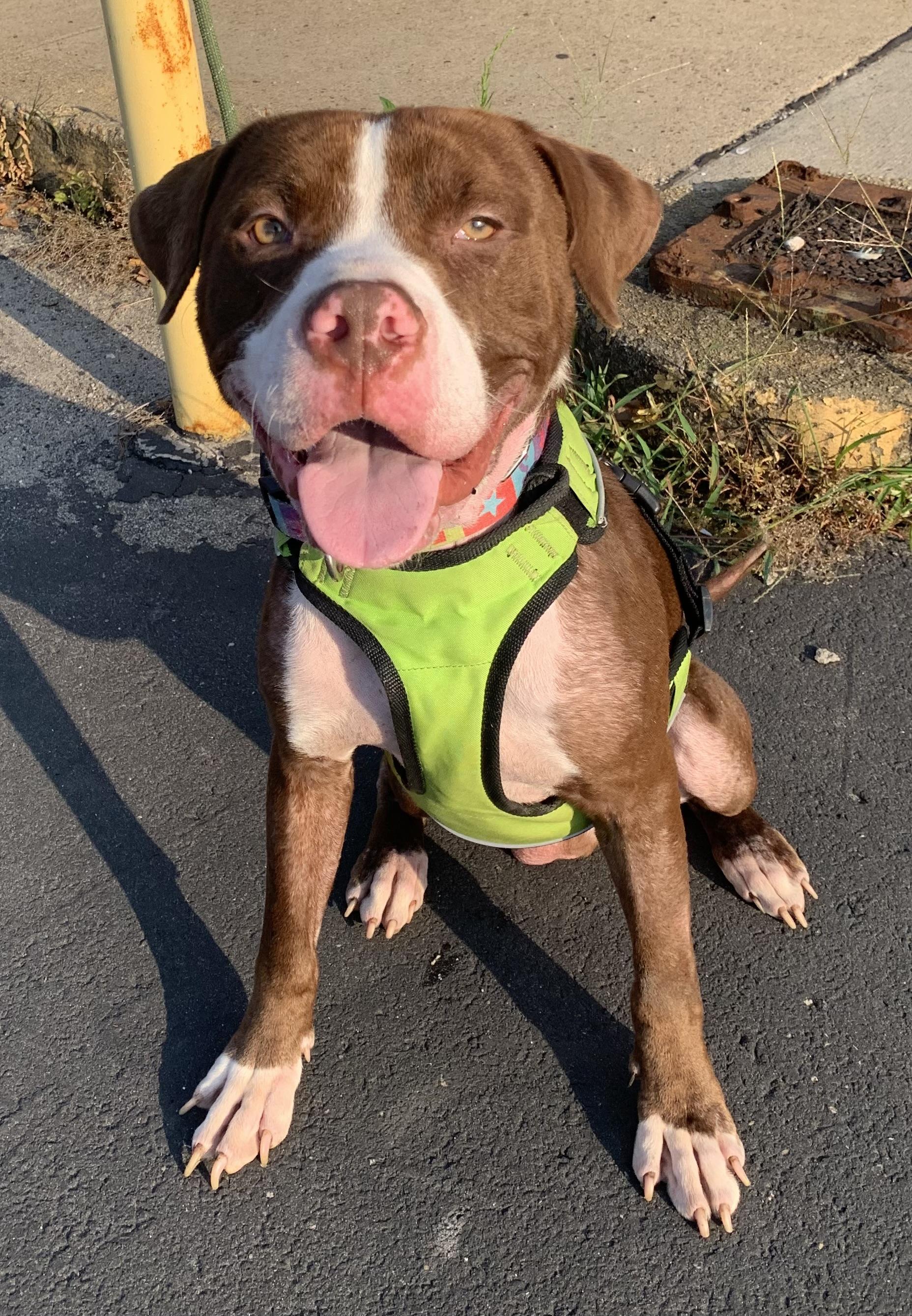 Enlarge Palmer, a Adoptable mixed breed in McKeesport, PA image 4/6