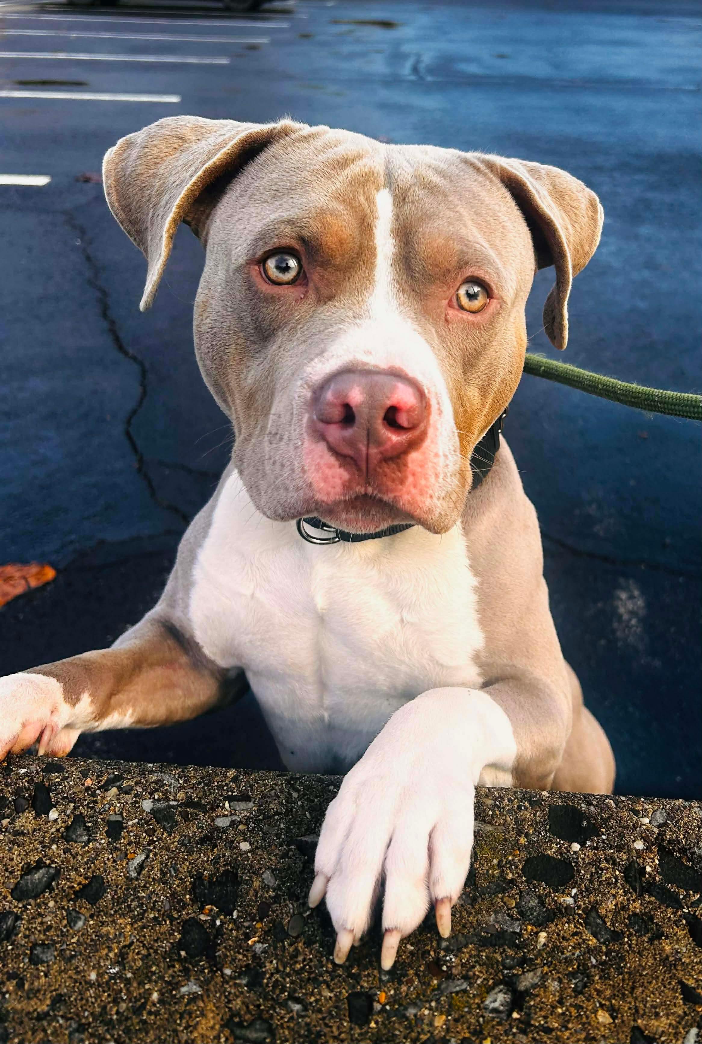 Enlarge Palmer, a Adoptable mixed breed in McKeesport, PA image 5/6