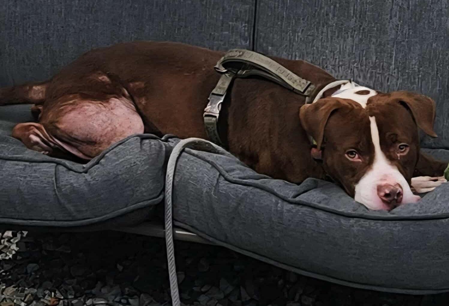 Enlarge Palmer, a Adoptable mixed breed in McKeesport, PA image 6/6