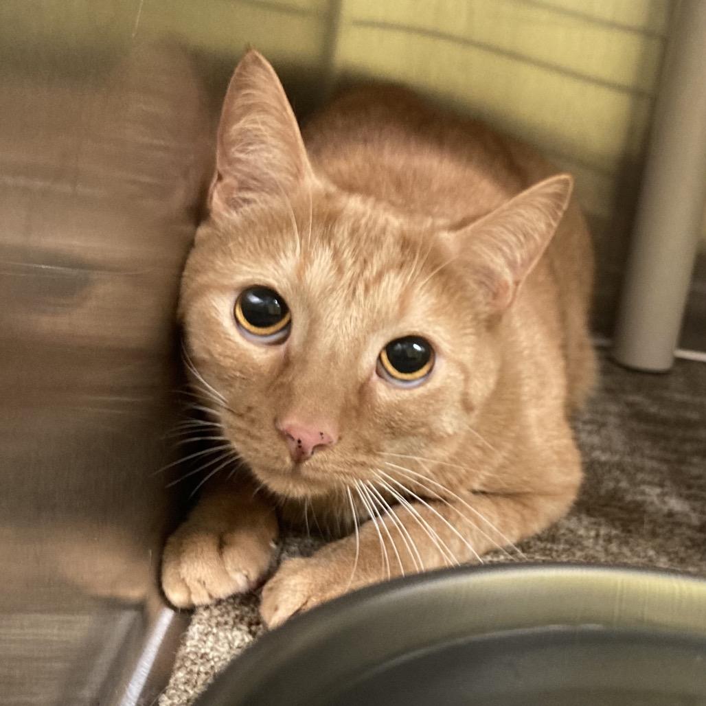 Blackberry Kitten 5, Adoptable, Adult Male Domestic Short Hair.