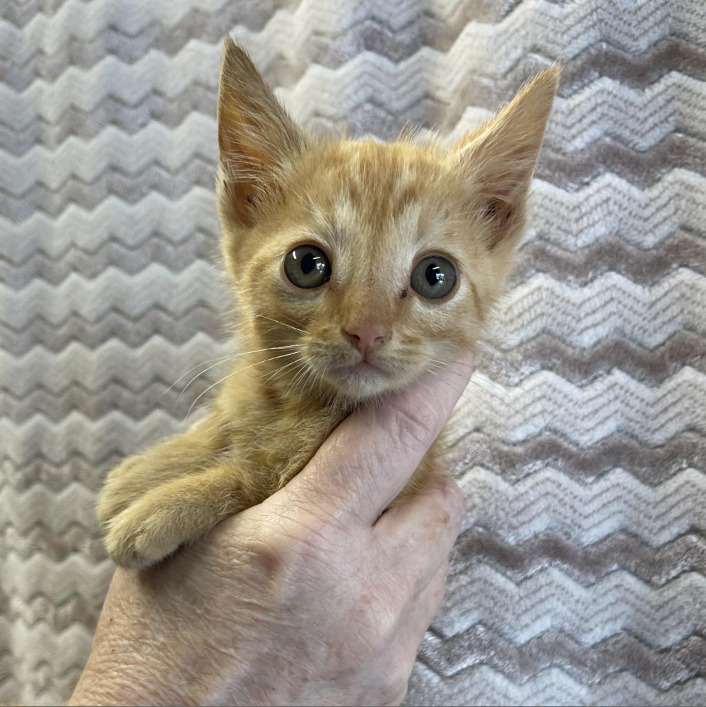 Blackberry Kitten 5, a Adoptable Domestic Short Hair in Sand Springs, OK image 2/2