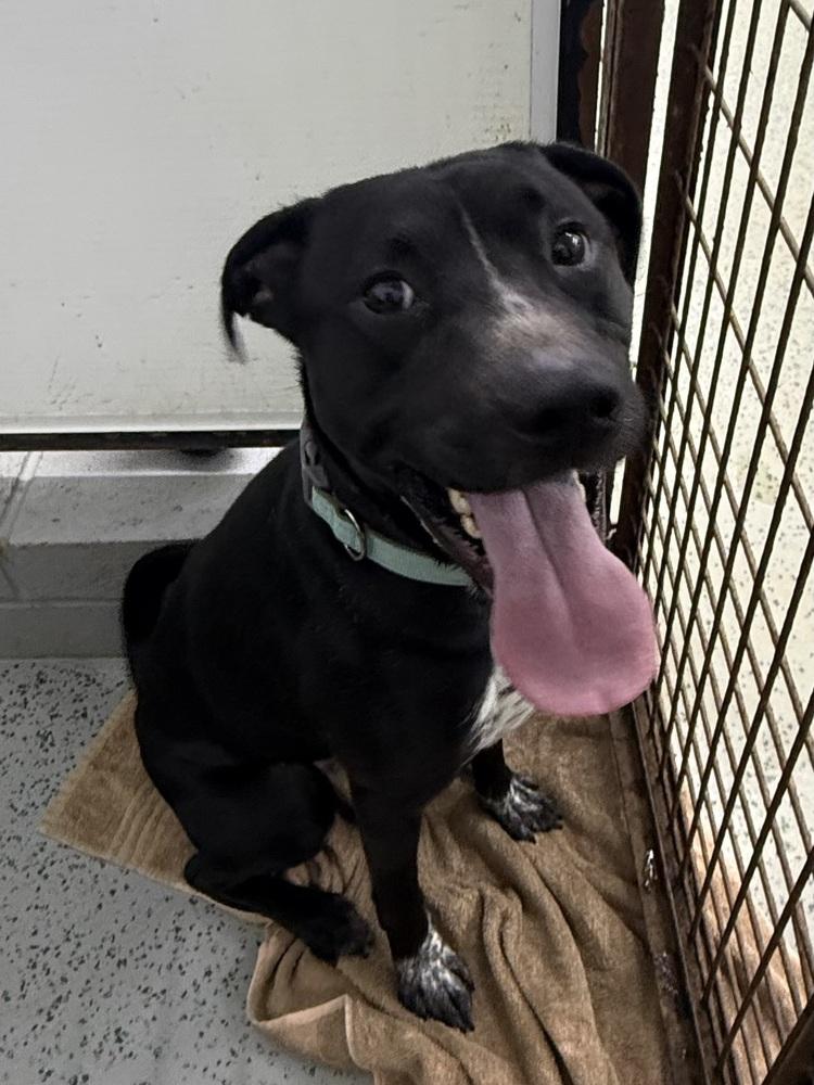 Scooter, Adoptable, Adult Male Pit Bull Terrier.