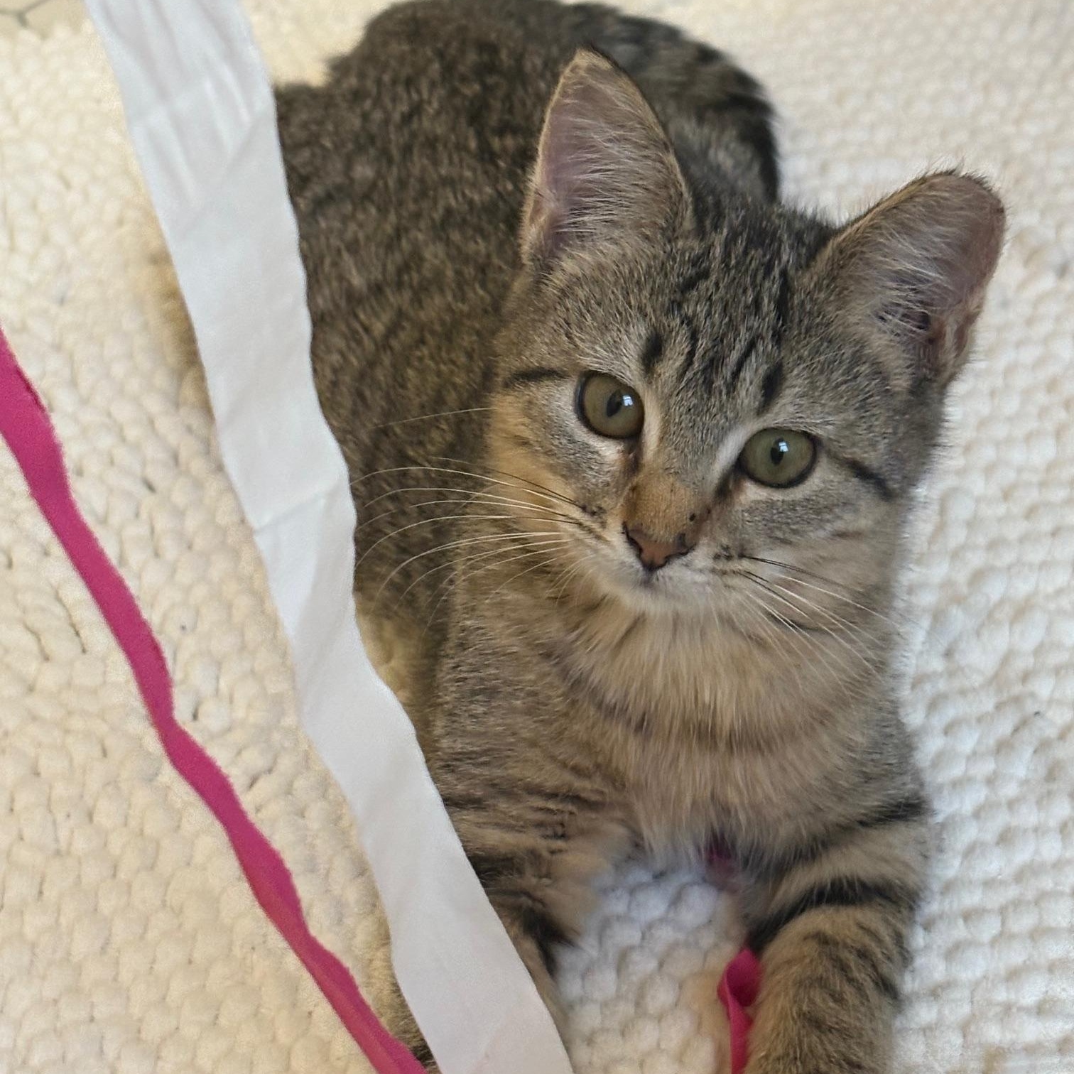 Koa, adopted, Young Female Tabby & Domestic Short Hair.