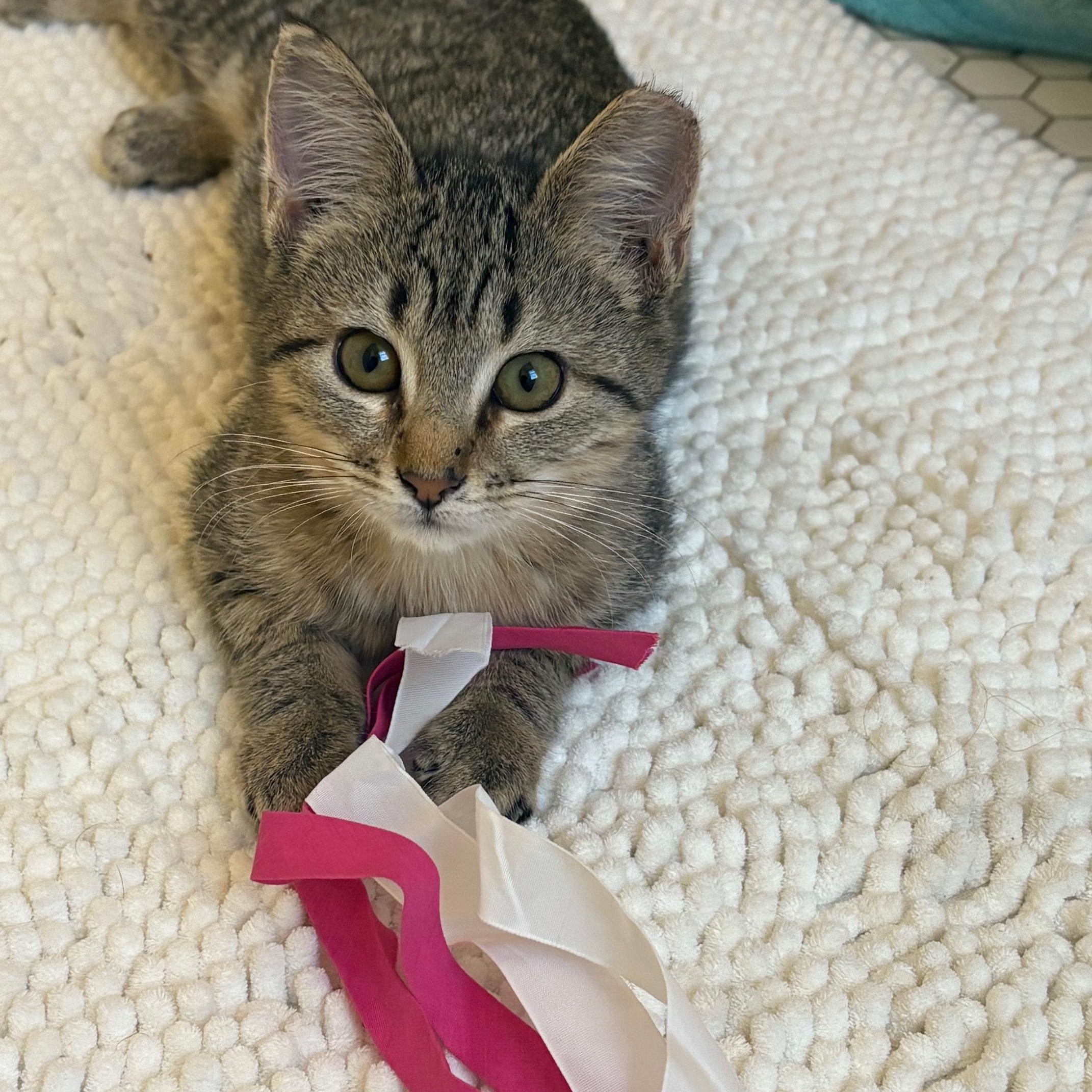 Enlarge Koa, an adopted mixed breed in Columbia, SC image 2/2