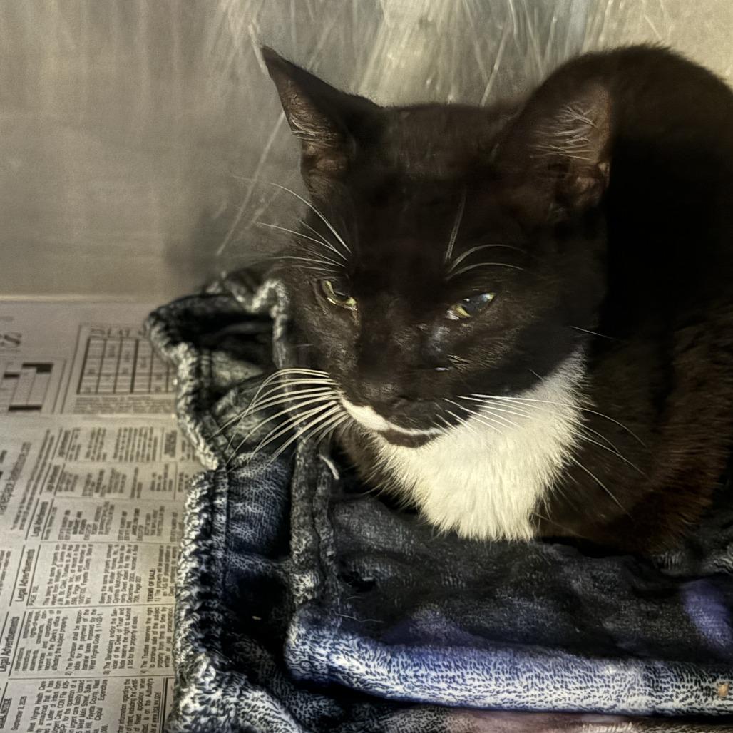 Magnolia, Adoptable, Adult Female Domestic Short Hair.