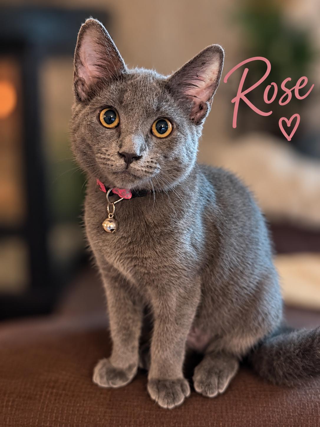 Enlarge Rose, a Adoptable Domestic Short Hair in Delmar, NY image 2/2