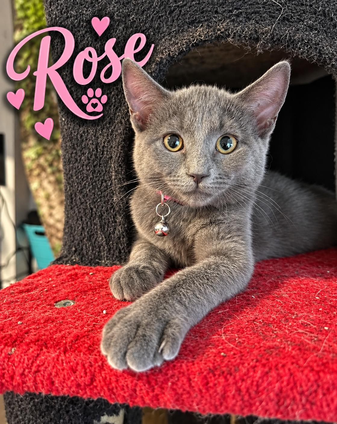 Rose, Adoptable, Young Female Domestic Short Hair.