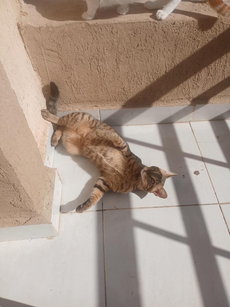 Azizi, Adoptable, Kitten Male Egyptian Mau & Bengal.