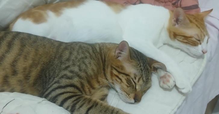 Enlarge Azizi, a Adoptable mixed breed in WOLCOTT, CT image 2/6