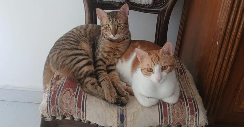 Enlarge Azizi, a Adoptable mixed breed in WOLCOTT, CT image 3/6