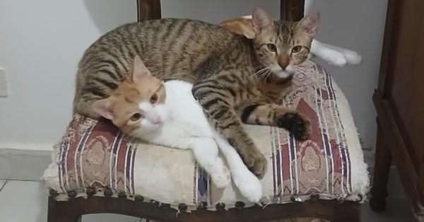 Enlarge Azizi, a Adoptable mixed breed in WOLCOTT, CT image 4/6