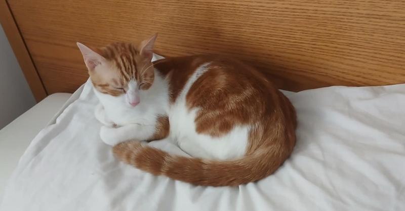 Enlarge Azizi, a Adoptable mixed breed in WOLCOTT, CT image 5/6