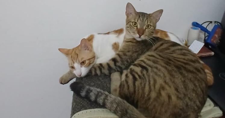 Enlarge Azizi, a Adoptable mixed breed in WOLCOTT, CT image 6/6