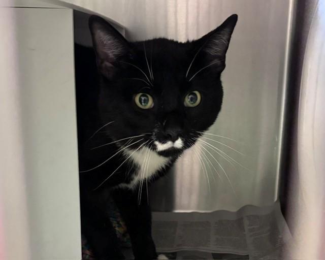 MR. TUX, Adoptable, Young Male Domestic Short Hair.