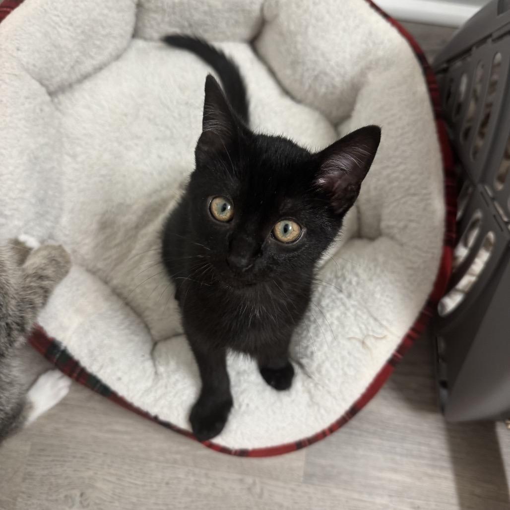 Hopper Willis-RW, Adoptable, Kitten Male Domestic Short Hair.