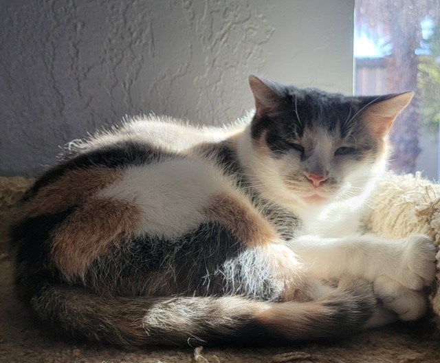 Mary Jane, a Adoptable Domestic Short Hair in El Paso, TX image 1/2