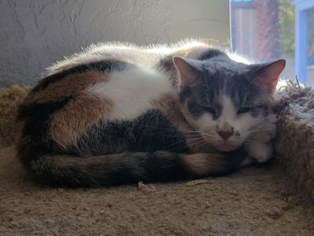 Mary Jane, a Adoptable Domestic Short Hair in El Paso, TX image 2/2