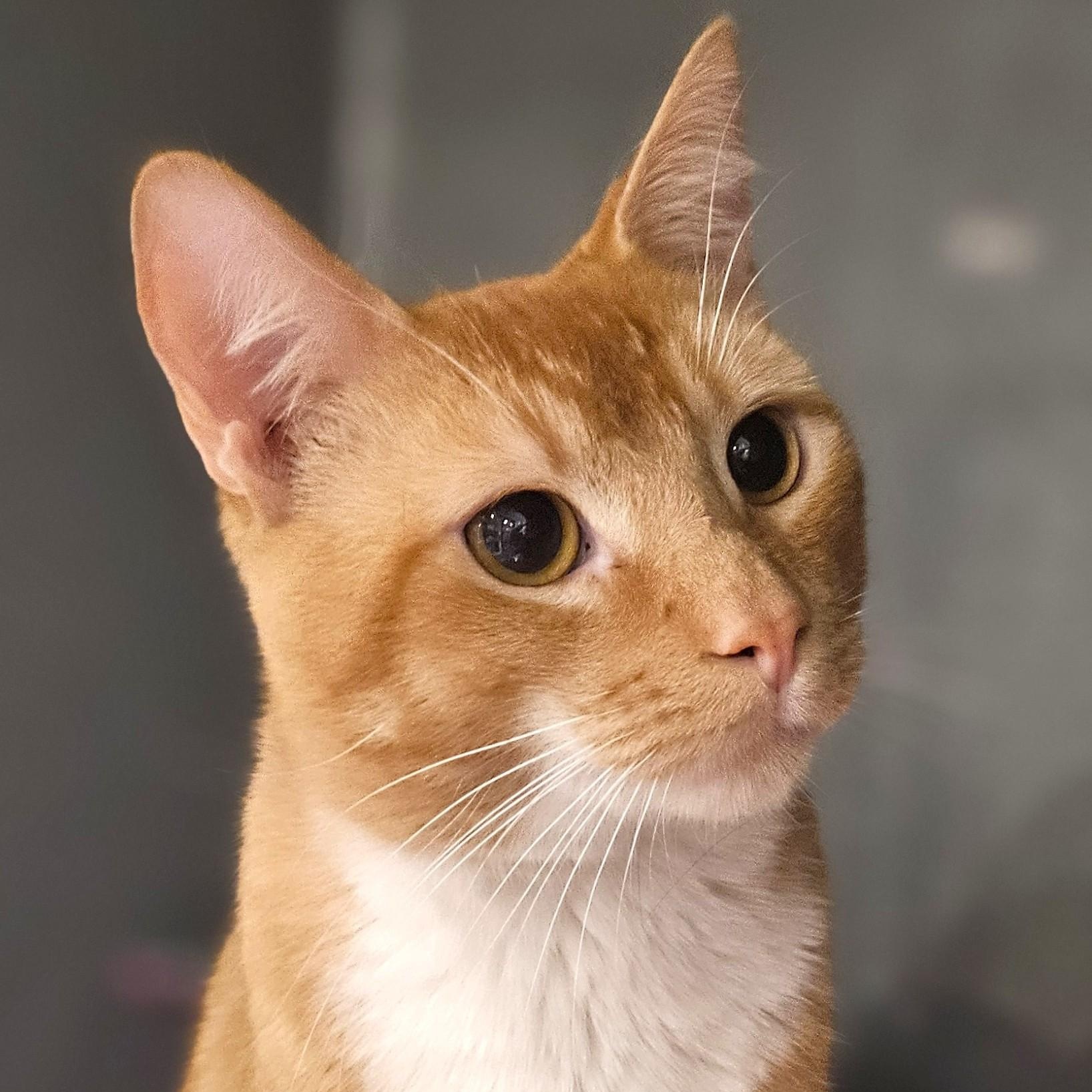 Enlarge Blaze, an adopted Domestic Short Hair in Endicott, NY image 1/4