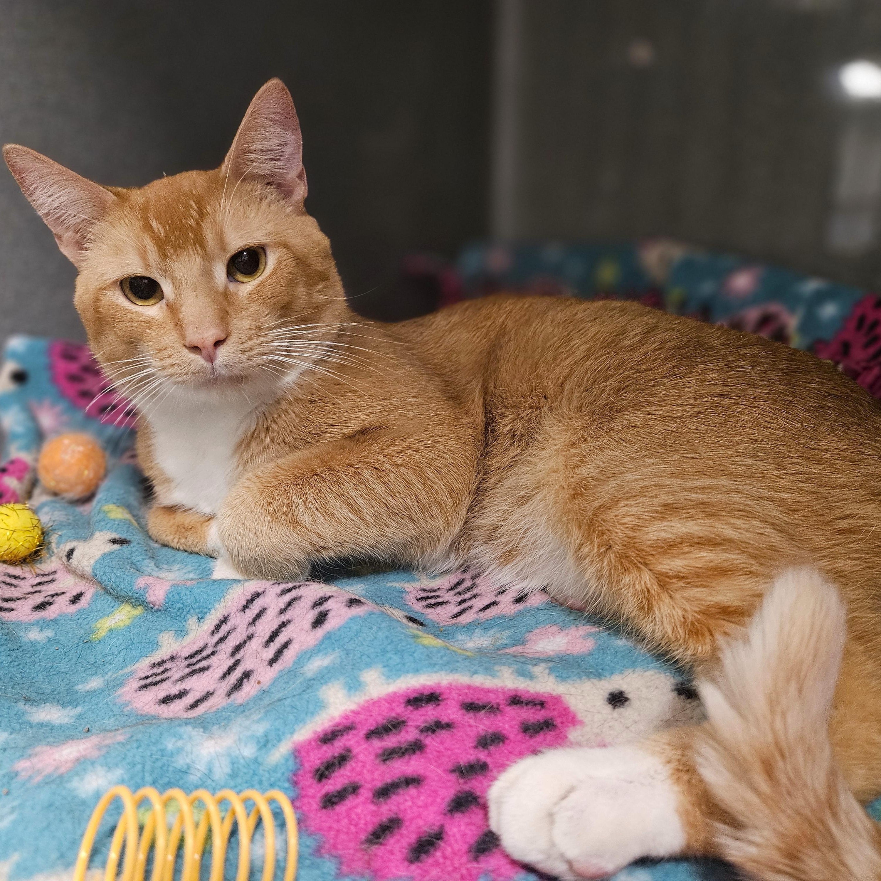 Enlarge Blaze, an adopted Domestic Short Hair in Endicott, NY image 3/4