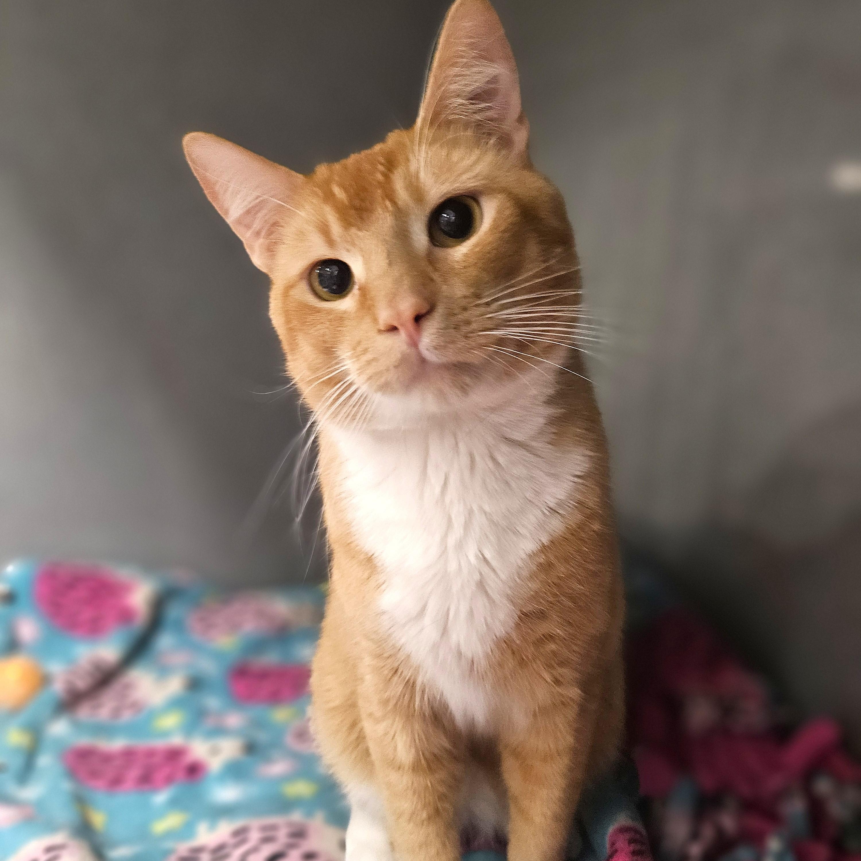 Enlarge Blaze, an adopted Domestic Short Hair in Endicott, NY image 2/4