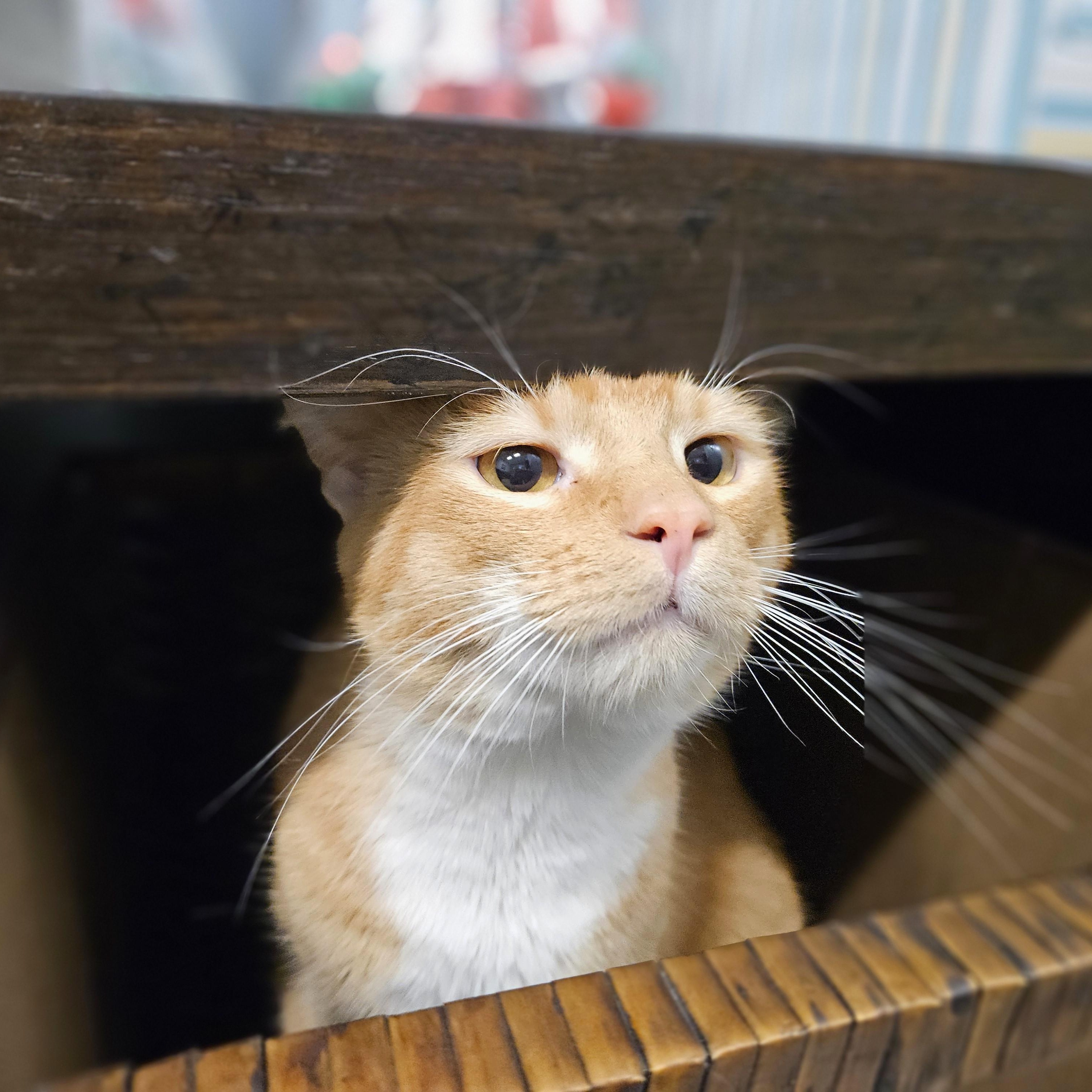 Enlarge Blaze, an adopted Domestic Short Hair in Endicott, NY image 4/4