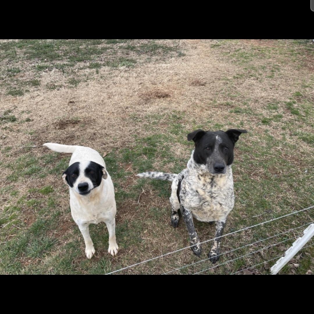 Jax and Rocket, Adoptable, Adult Male Border Collie.