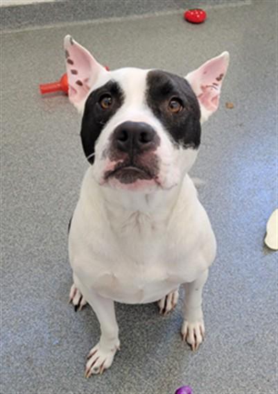 IGLOO, Adoptable, Adult Male Pit Bull Terrier.