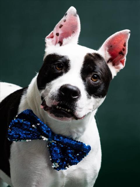 IGLOO, Adoptable, Adult Male Pit Bull Terrier.