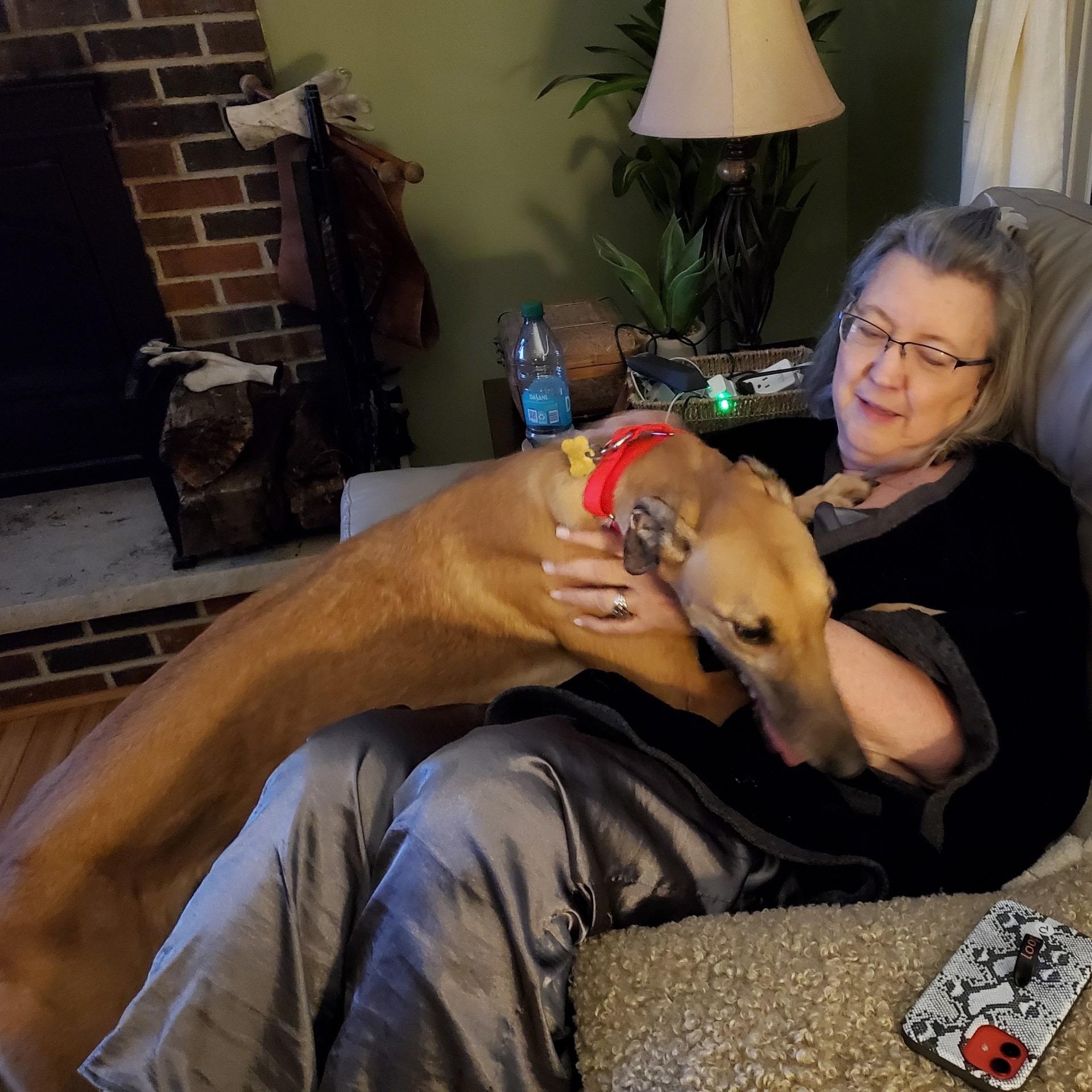 Enlarge Bookie, a ADOPTABLE Greyhound in New Hope, PA image 3/3