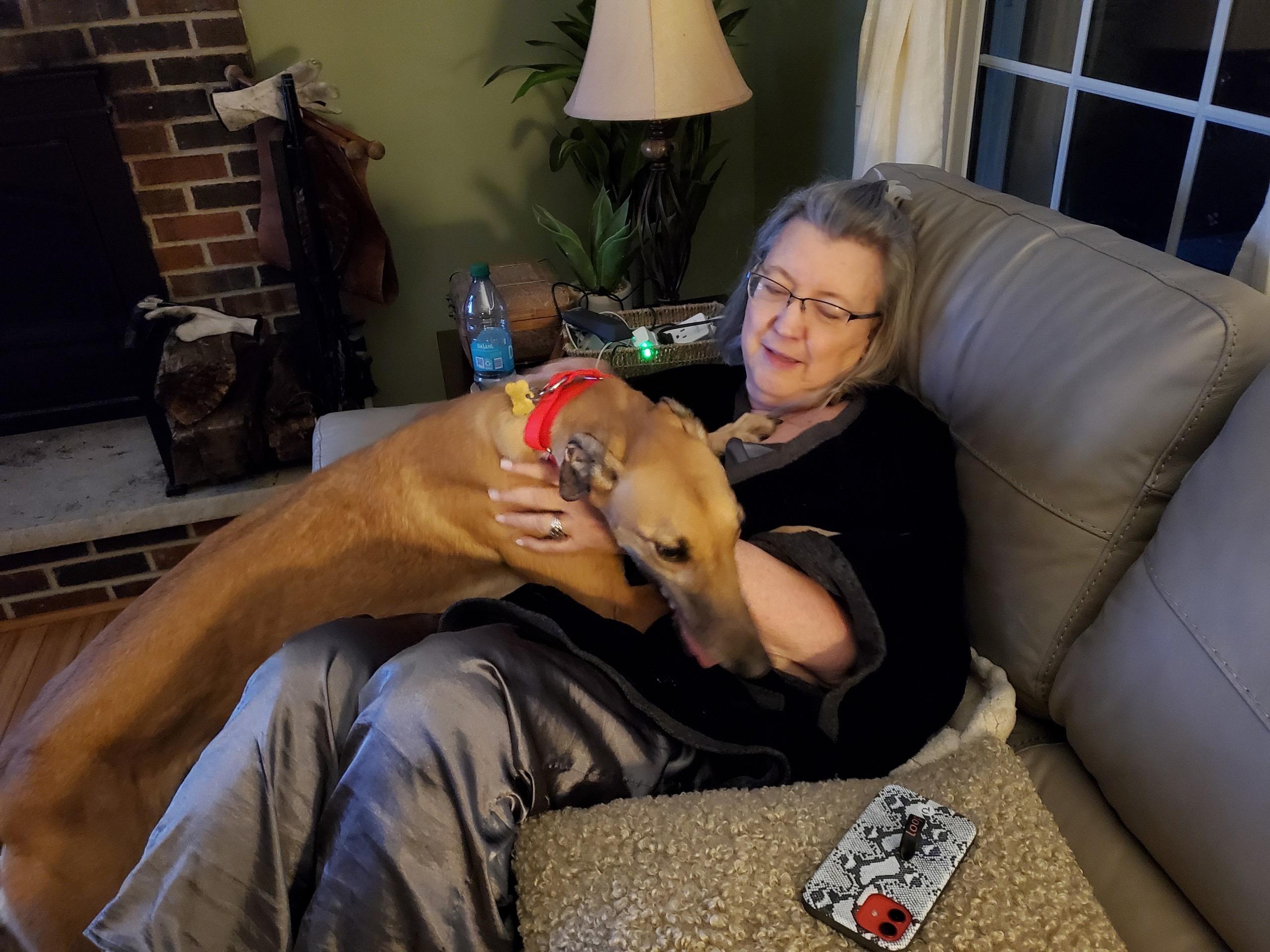 Bookie, an adopted Greyhound in New Hope, PA image 1/6