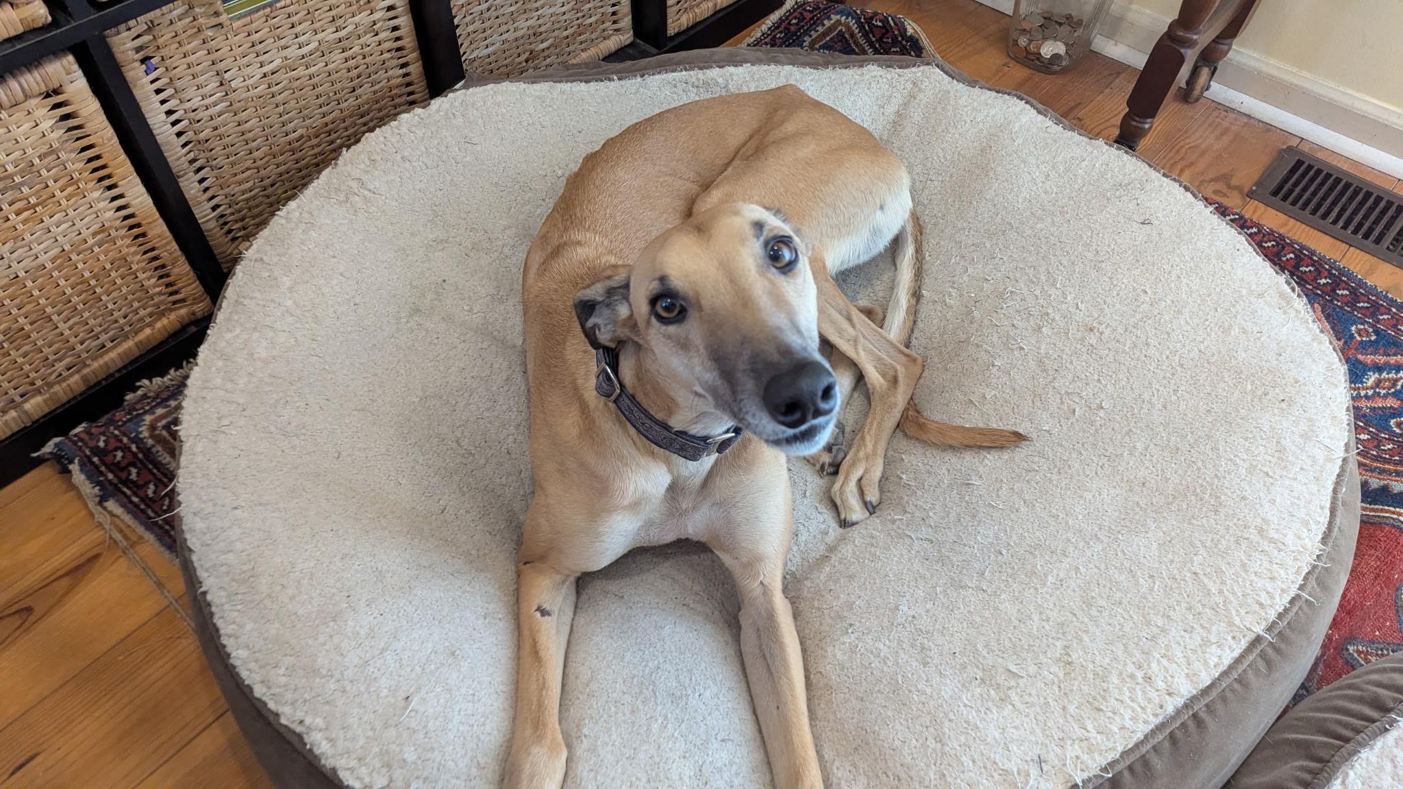 Bookie, an adopted Greyhound in New Hope, PA image 3/6