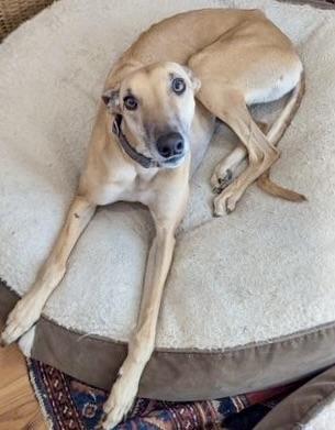 Bookie, an adopted Greyhound in New Hope, PA image 6/6