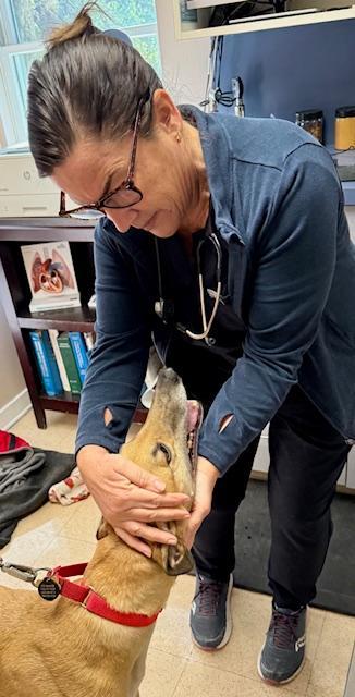 Bookie, an adopted Greyhound in New Hope, PA image 5/6