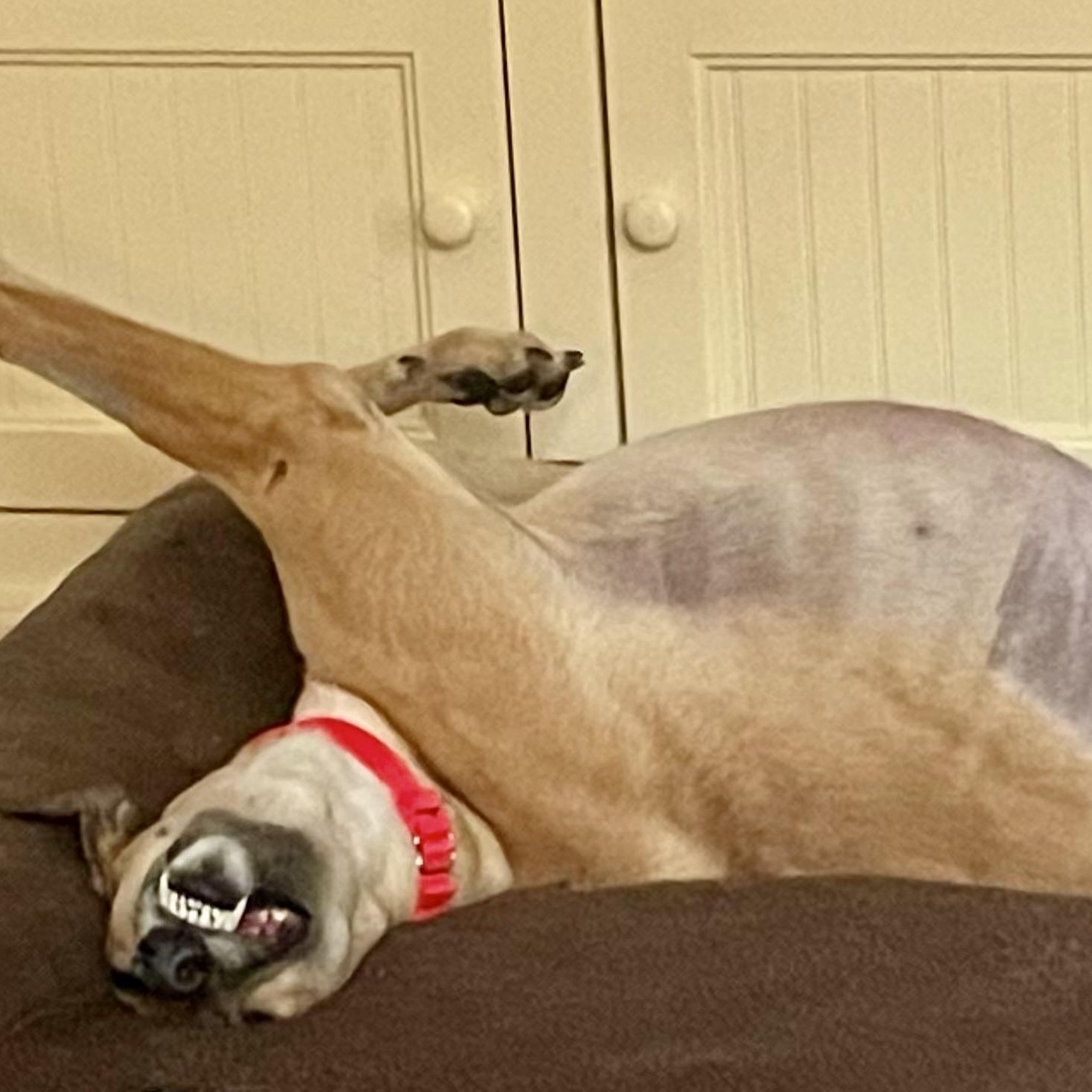 Enlarge Bookie, a ADOPTABLE Greyhound in New Hope, PA image 1/3