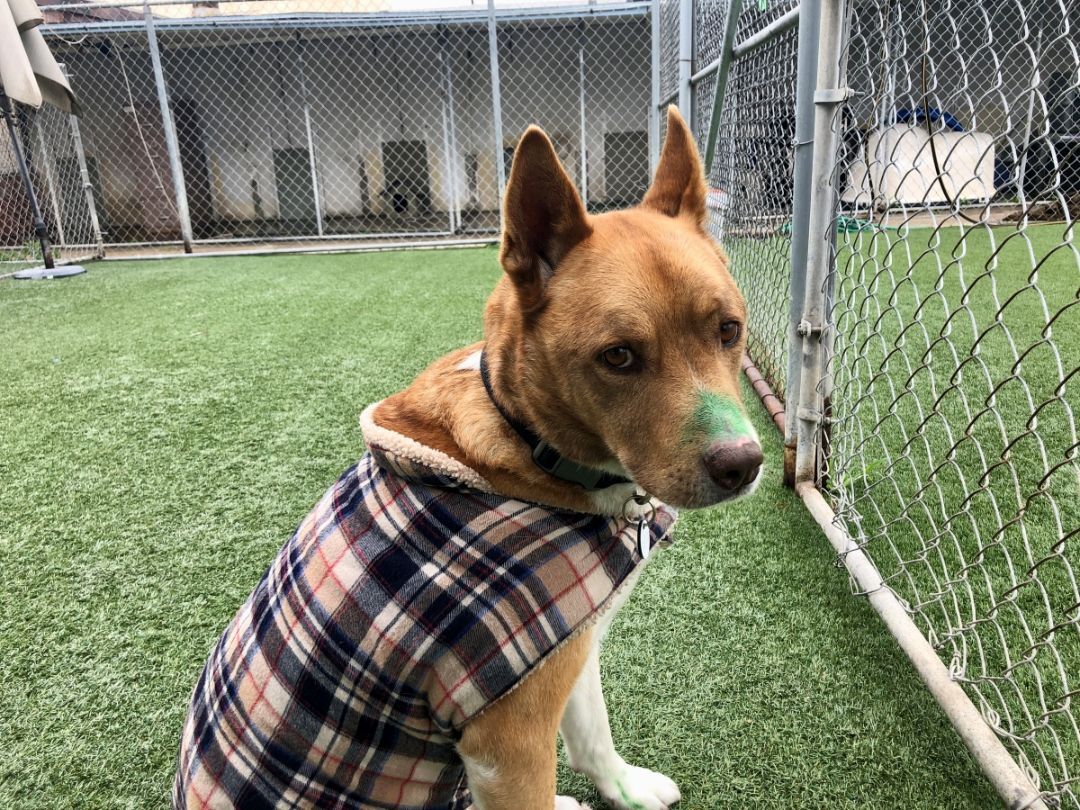 Enlarge Riley, a Adoptable mixed breed in Midway City, CA image 1/10